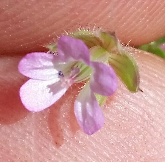 High Resolution Geranium molle Flower